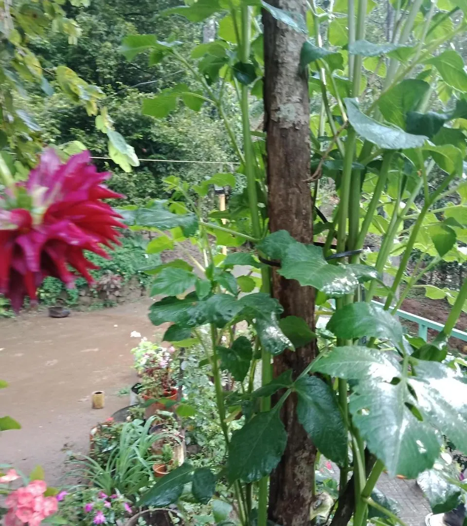 The Wayside Cottage Munnar